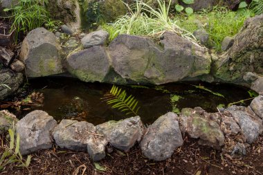Gölleri, gölleri ve / veya şelaleleri olan Botanik Bahçesi 'nin bir parçası. Kış mevsiminde çeşitli bitkiler. Cabildo de Gran Canaria, Las Palmas, Kanarya Adaları, İspanya.