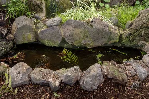 Gölleri, gölleri ve / veya şelaleleri olan Botanik Bahçesi 'nin bir parçası. Kış mevsiminde çeşitli bitkiler. Cabildo de Gran Canaria, Las Palmas, Kanarya Adaları, İspanya.