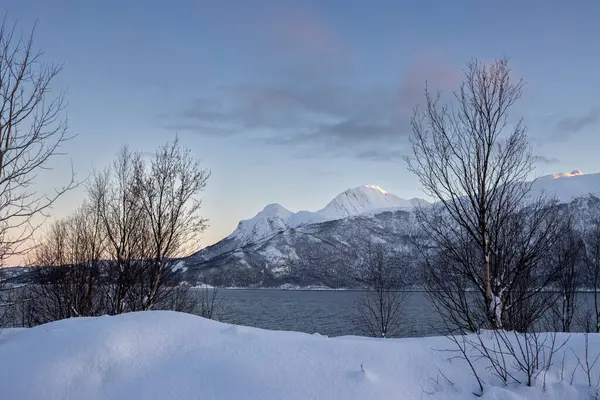 Arka planda doğa ve yüksek dağlar, sonbaharın sonlarında her şey karla kaplıydı. Norveç denizinin küçük ağaçları ve suyu. Açık bulutlu mavi gökyüzü Krakohamn, Norveç.