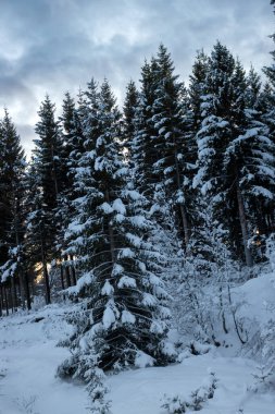 Ağaçlarla kaplı bir orman, karla kaplı, Noel ağaçlarını anımsatıyor. Bulutlu mavi gökyüzü. Lundenes, Norveç.