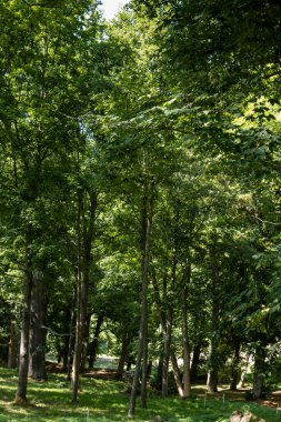 Yaz güneşinde parlak yeşil yapraklı büyük ağaçlarla park et. Struzna Kalesi Bölgesi, Çek Cumhuriyeti 'nin batısı.