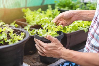 Bir insan seradaki taze bir marulu nazikçe tutarak bahçıvanlık sürecini gözler önüne seriyor. Doğal ışık canlı yeşillikleri ön plana çıkarıyor ve sağlıklı büyümeyi teşvik ediyor..