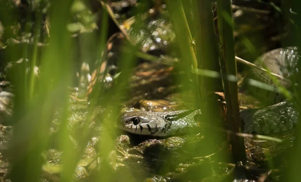 Gras Slang Dier Reptiel Lente Closeup Ecologie Wild Fauna — Stockfoto