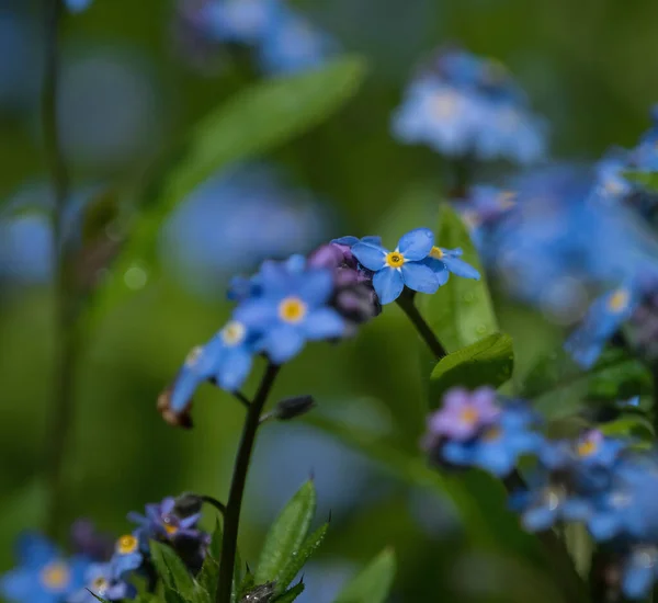 Голубой Забывчивый Крупным Планом Цветы Флора Весенняя Саар Природа Открытом — стоковое фото
