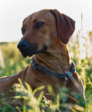 Rodezya ridgeback köpeği. Hayvan çiftleşmesi. Memeli hayvan portresi.