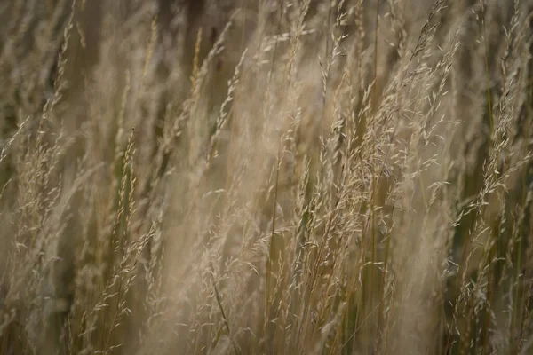 stock image flower closeup wheat nature field flora background