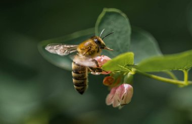 Vahşi arı böcekleri hayvan hayvanları vahşi yaşam doğa ekoloji yaz saarland