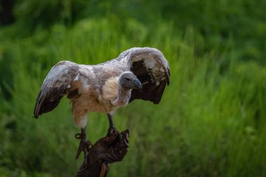 Beyaz sırtlı akbaba falcrony fauna kuş yakın çekim kuşbilimi