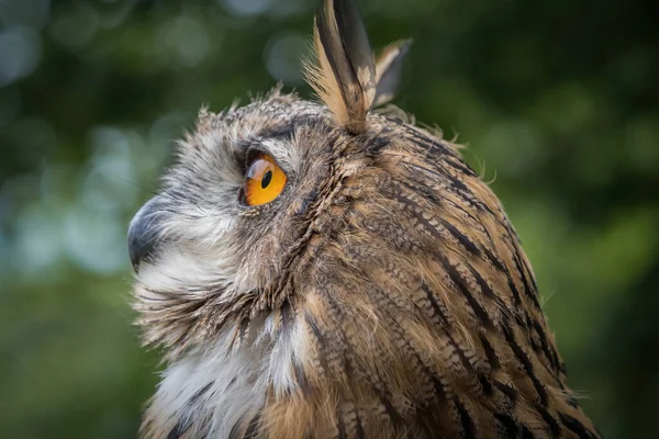 Evropský Uhu Detailní Pták Ornitologie Zvíře Falcrony Saarburg — Stock fotografie