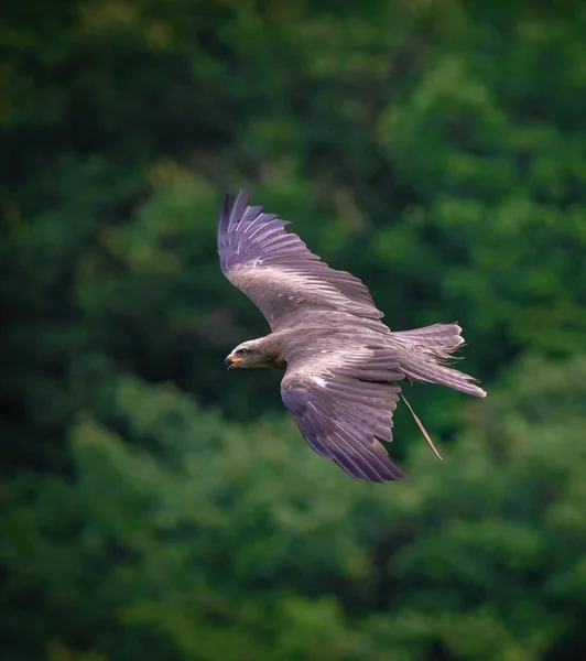 stock image raptor flying conservation animal fauna bird observation flight movements