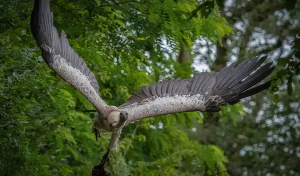 stock image white-backed vulture falcrony fauna bird animal closeup ornithology