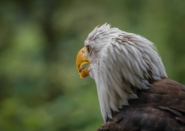 Bald Eagle Raptor Bird Animal Fauna Birdwatching Closeup Ornithology Environment — Stock Photo, Image