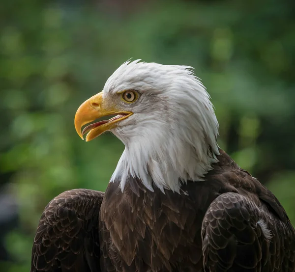 Bald Eagle Raptor Bird Animal Fauna Birdwatching Closeup Ornithology Environment — Stock Photo, Image