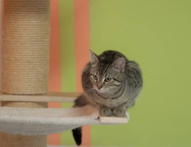 Sevimli kedi yavrusu hayvan. Yakın plan. Jena, vahşi kedilerin evcil hayvanlarını kurtardı.