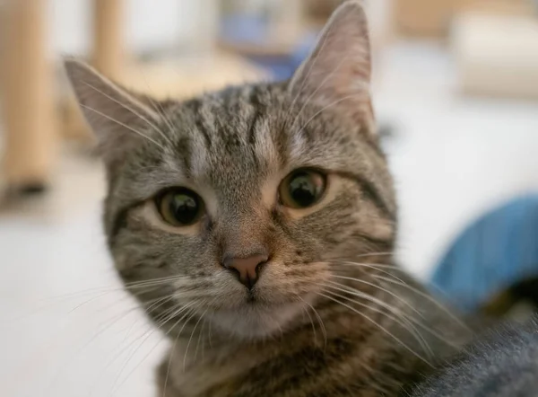 Lindo Gato Gatito Animal Primer Plano Jena Rescatado Fauna Felino — Foto de Stock