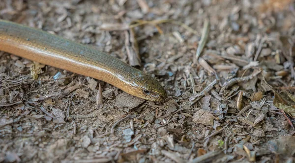 夏の終わりに草のヘビの野生動物 サーランド爬虫類動物 — ストック写真