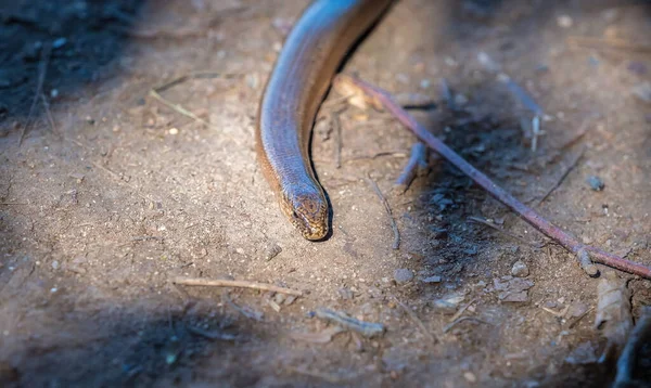 Kígyó Vadvilág Közelkép Nyár Vad Hüllő Állat — Stock Fotó