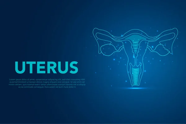 Organe Humain Utérus Ovaires Système Reproducteur Féminin Anatomie Humaine Système — Image vectorielle