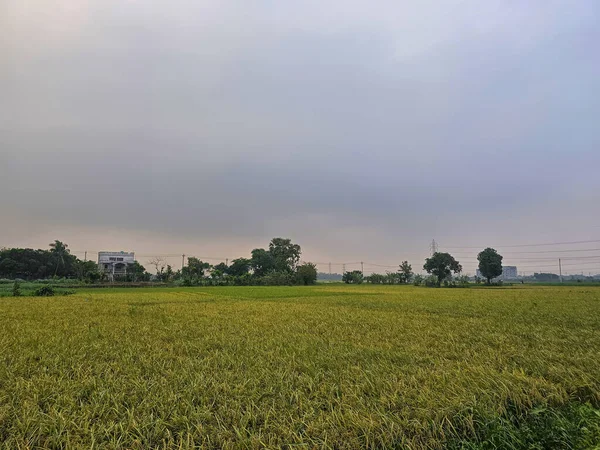 Paddyho Pole Bangladéši Během Letní Sezóny Kde Jsou Plodiny Připraveny — Stock fotografie