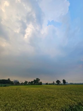 Yaz mevsiminde Bangladeş 'in çeltik tarlaları ekinlerin işlenmeye hazır olmasıyla birlikte. Güney Asya 'daki büyük çeltik tarlası..