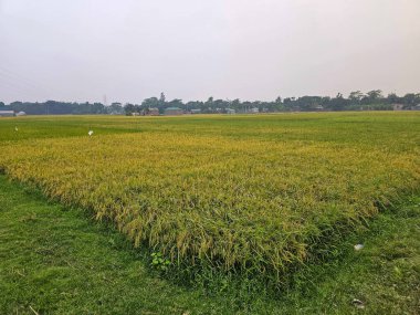 Yaz mevsiminde Bangladeş 'in çeltik tarlaları ekinlerin işlenmeye hazır olmasıyla birlikte. Güney Asya 'daki büyük çeltik tarlası..