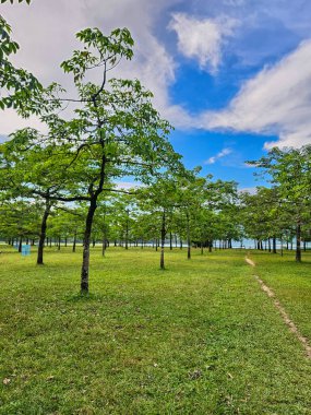 Shimul Bagan - Tanguar Haor Trip 'in bir parçası olan Sunamganj, Bangladeş' in ünlü turistik mekanı. Shimul ağaçlarının boş yeşil bahçesi