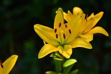 Bir yaz bahçesinde yetişen sarı zambak çiçeği..