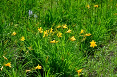 Yellow daylily, its scientific name is Hemerocallis. Blossoms in the garden.