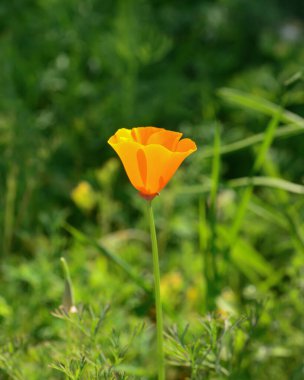 Blooming red poppy in close-up against a beautiful bokeh background