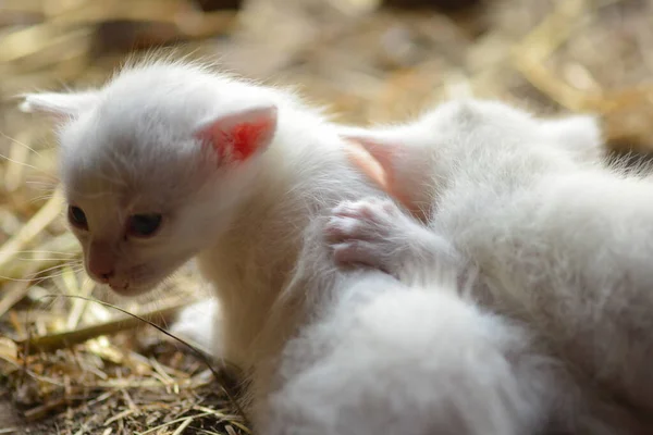 Two white kittens hugging lying on the straw