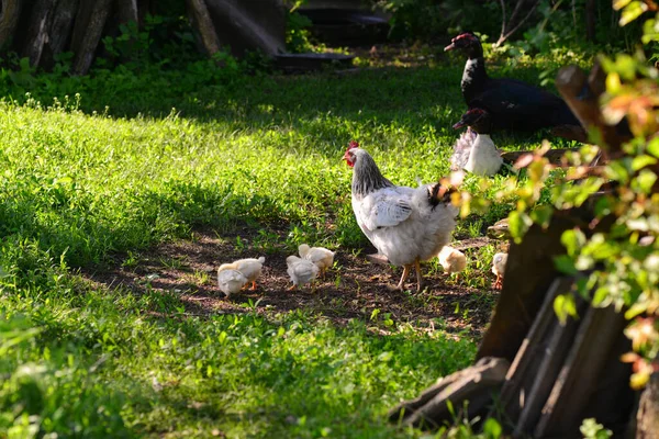 Speckled free range white hen and her newly hatched chickens.