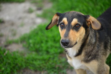 Portrait of a black dog with a yellow muzzle. Beautiful mongrel with long ears. Caring for homeless animals.