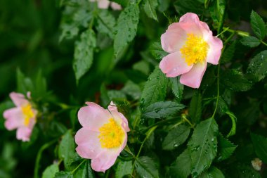 beautifully blooming rosehip flower after the rain.