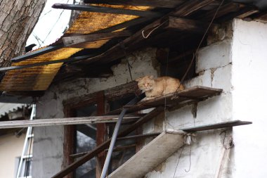 Eski bir duvarın arkasında kırmızı bir sokak kedisi.