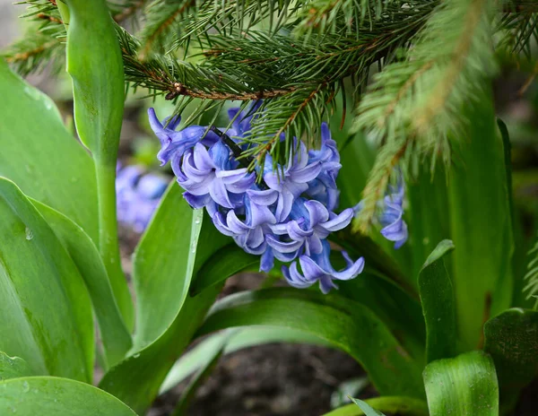 Fialové Hyacinty Zelené Listy Zahradě Dešti — Stock fotografie