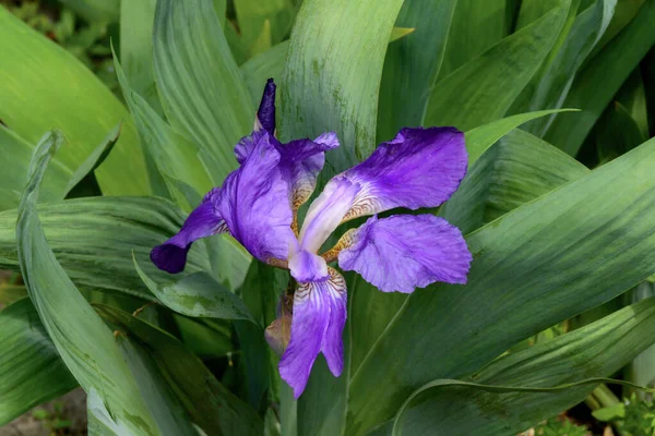 Bunga Biru Ungu Iris Jermanik Dengan Latar Belakang Hijau — Stok Foto