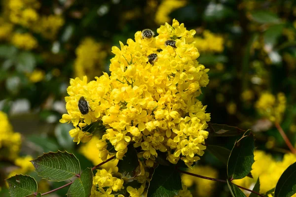 マホニアホリー 観賞用低木の黄色の花 — ストック写真