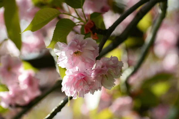 桜が閉まります 自然な花の背景 春には繊細なピンクの桜が咲きます 背景がぼやけている桜の枝 — ストック写真