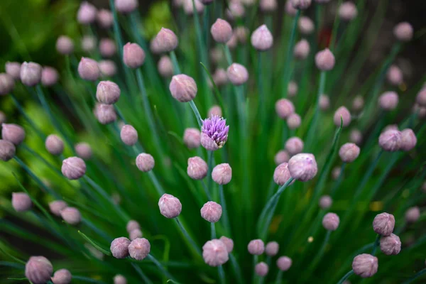Pąki Zielone Liście Szczypiorek Roślin Lub Allium Schoenoprasum Ogrodzie Wiosennym — Zdjęcie stockowe