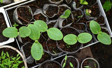 Yaklaşık bir haftalık karpuz filizleri. Seradaki çömleklere yerleştirilmiş..