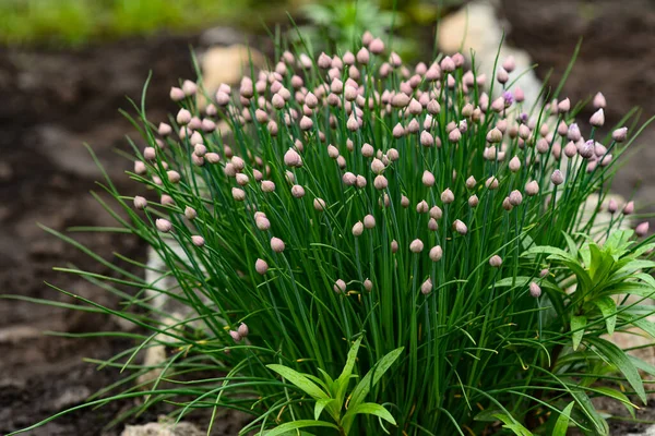 Pąki Zielone Liście Szczypiorek Roślin Lub Allium Schoenoprasum Ogrodzie Wiosennym — Zdjęcie stockowe