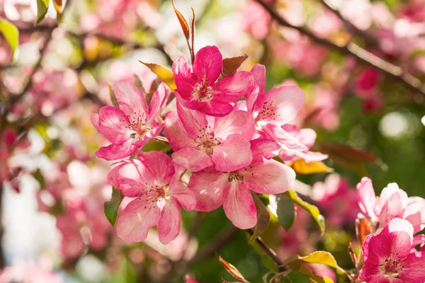 Jabłko Malus Rudolph Drzewo Ciemnoróżowymi Kwiatami Rozmytym Tle Bokeh Wiosną — Zdjęcie stockowe