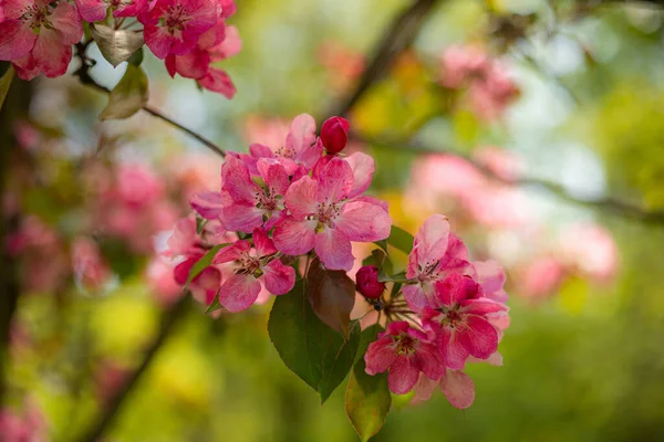 Apple Malus Rudolph tree, with dark pink blossoms in the blurred bokeh background. Spring. Abstract floral pattern.
