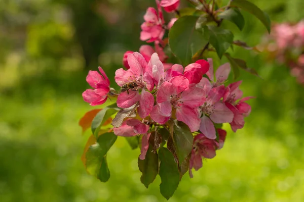 Apple Malus Rudolph tree, with dark pink blossoms in the blurred bokeh background. Spring. Abstract floral pattern.