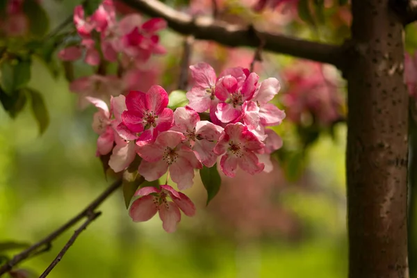 Apple Malus Rudolph Tree Dark Pink Blossoms Blurred Bokeh Background — Zdjęcie stockowe
