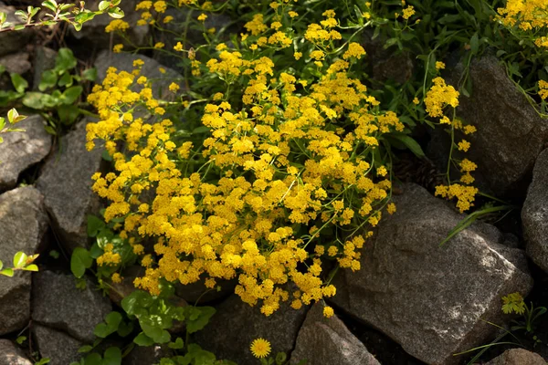 ゴールデン アリスム 多年生の分析 オーリニア サクサティリス 花は黄色 — ストック写真