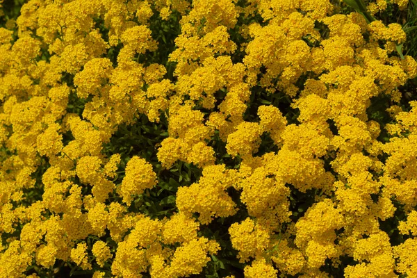ゴールデン アリスム 多年生の分析 オーリニア サクサティリス 花は黄色 — ストック写真