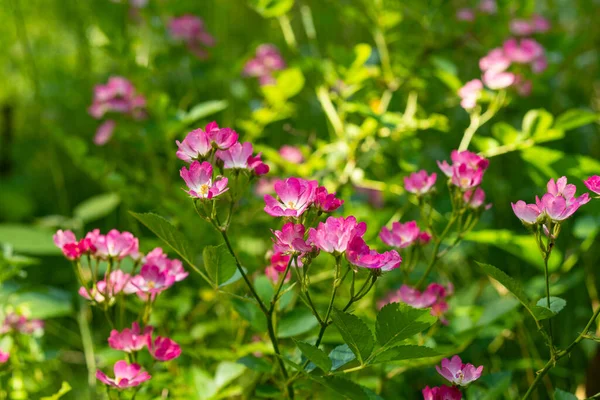 stock image Dog rose,Rosa canina, or red-brown rose flower close-up.