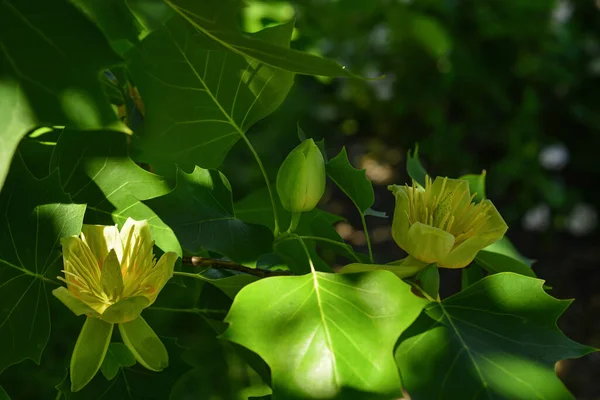 Ramas Con Hojas Verdes Flores Amarillas Liriodendron Tulipifera Conocido Como — Foto de Stock