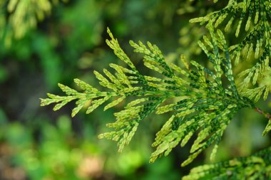 Thuja occidentalis Aurescens. Thuja yaprakları ve dalları